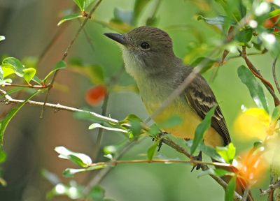 Brown-crested Flycatcher
