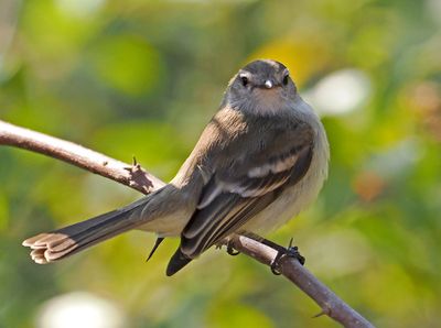 Mouse-colored Tyrannulet
