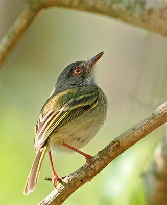 Pearly-vented Tody-Tyrant