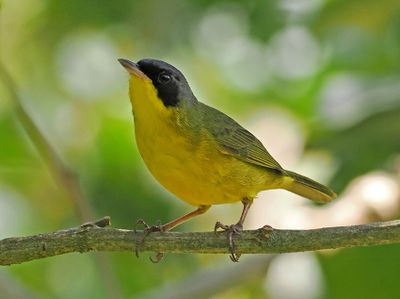 Southern Yellowthroat