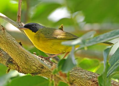 Southern Yellowthroat