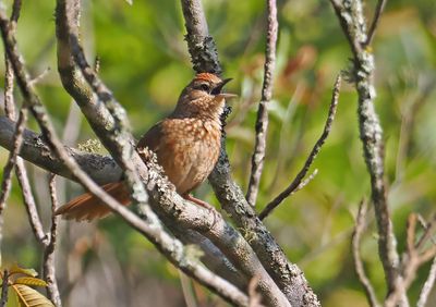 Spot-breasted Thornbird