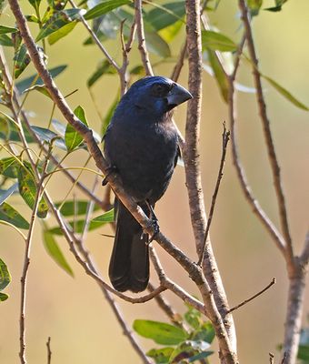 Ultramarine Grosbeak