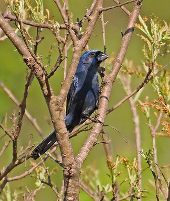 Ultramarine Grosbeak
