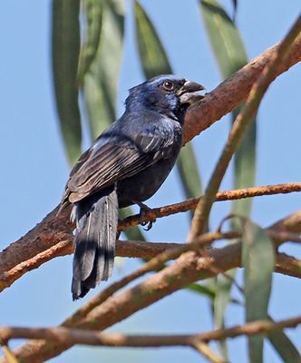Ultramarine Grosbeak