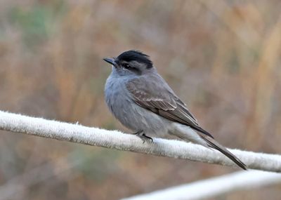 Crowned Slaty-Flycatcher