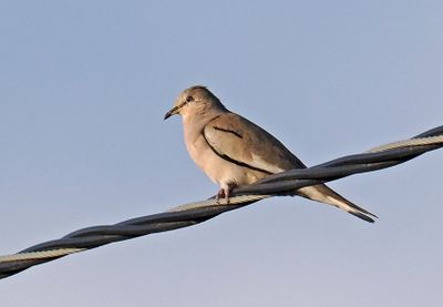 Picui Ground-Dove
