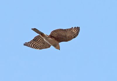 Rufous-thighed Hawk