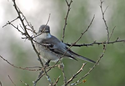 Siuriri Flycatcher