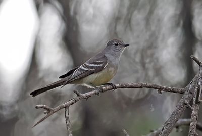 Southern Scrub-Flycatcher