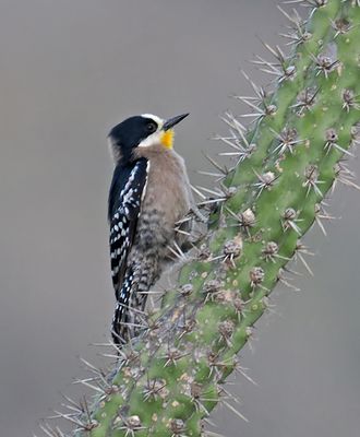 White-fronted Woodpecker