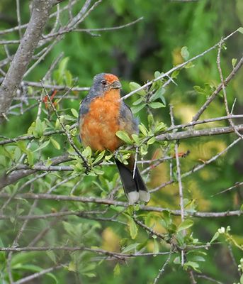 White-tipped Plantcutter
