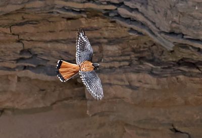American Kestrel