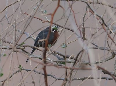 Black-and-chestnut Warbling-Finch
