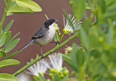 Black-capped Warbling-Finch