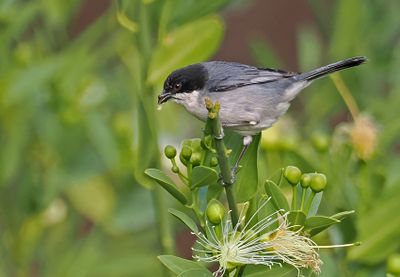 Black-capped Warbling-Finch