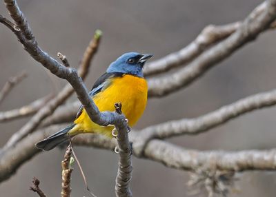 Blue-and-yellow Tanager