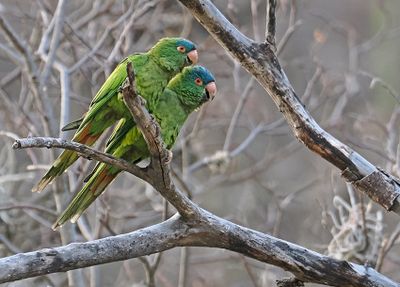 Blue-crowned Parakeet