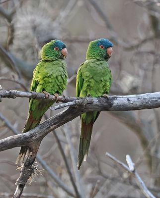 Blue-crowned Parakeet