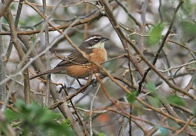 Bolivian Warbling-Finch