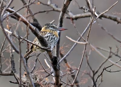 Chaco Puffbird