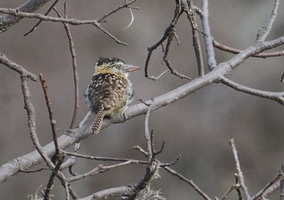 Chaco Puffbird