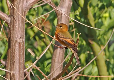 Cinnamon Flycatcher