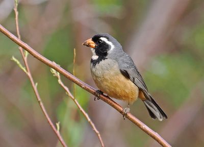 Golden-billed Saltator