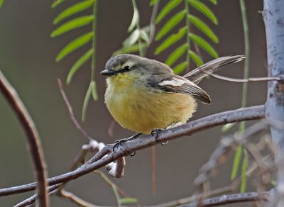 Greater Wagtail-Tyrant