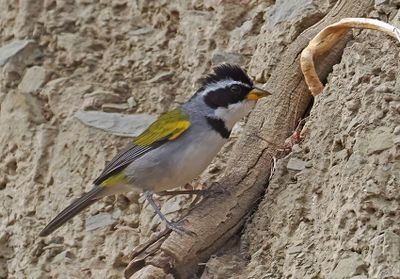 Moss-backed Sparrow