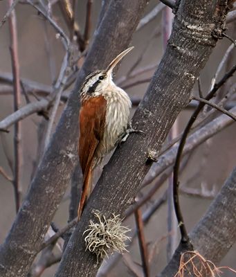 Narrow-billed Woodcreeper