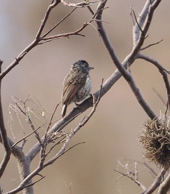 Ocellated Piculet