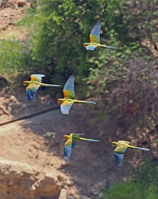 Red-fronted Macaw