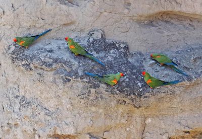 Red-fronted Macaw