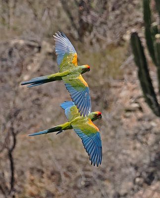 Red-fronted Macaw