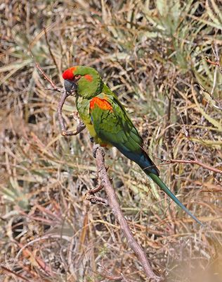 Red-fronted Macaw