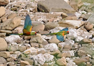 Red-fronted Macaw