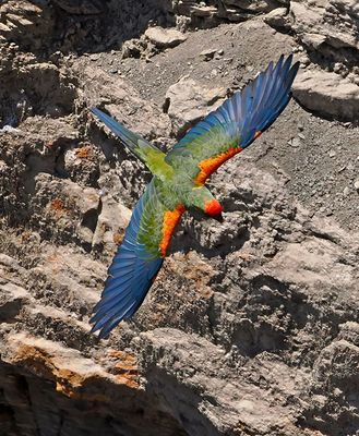 Red-fronted Macaw