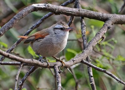 Stripe-crowned Spinetail