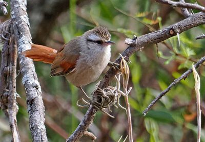 Stripe-crowned Spinetail