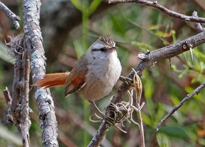 Stripe-crowned Spinetail