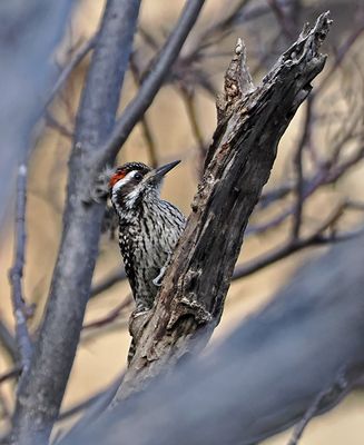 Striped Woodpecker