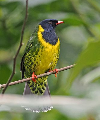 Band-tailed Fruiteater