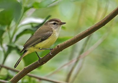 Brown-capped Vireo