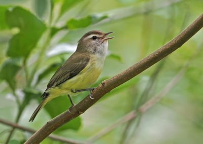 Brown-capped Vireo