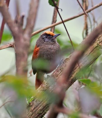 Light-crowned Spinetail