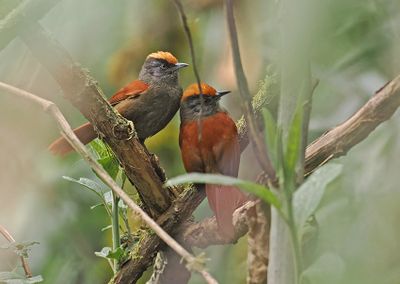 Light-crowned Spinetail