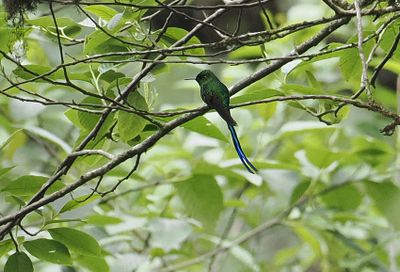 Long-tailed Sylph