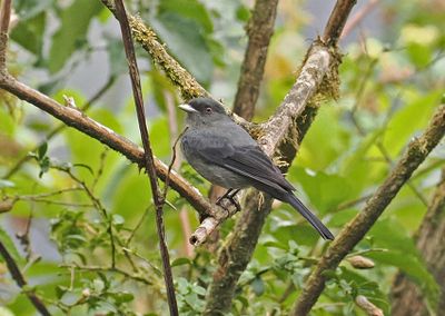 Plumbeous Black-Tyrant