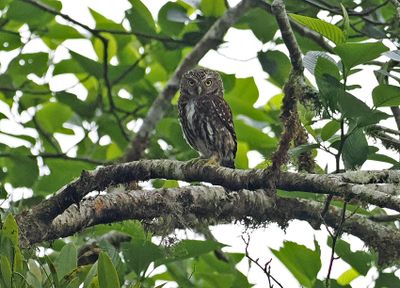 Yungas Pygmy-Owl